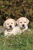 LABRADOR 327